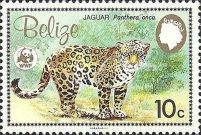Adult Jaguar (Panthera onca)