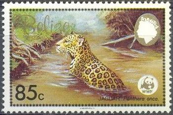 Jaguar (Panthera onca) in River