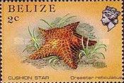 Red Cushion Star (Oreaster reticulatus)