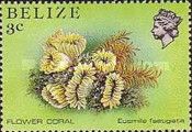 Flower Coral (Eusmilia fastigiata)