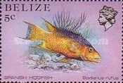 Spanish Hogfish (Bodianus rufus)