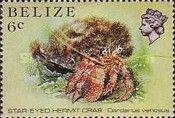 Star-eyed Hermit Crab (Dardanus venosus)