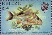 Blue-striped Grunt (Haemulon sciurus)