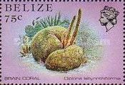 Brain Coral (Diploria labyrinthiformis)