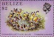 Lettuce Sea Slug (Tridachia crispata)