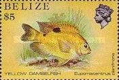 Yellow Damselfish (Eupomacentrus planifrons)