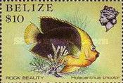 Rock Beauty (Holacanthus tricolor)