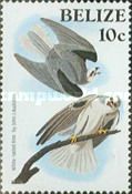 White-tailed Kite (Elemus leucurus)