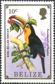 Keel-billed Toucan (Ramphastos sulfuratus)