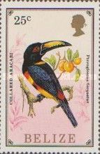 Collared Aracari (Pteroglossus torquatus)