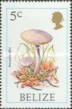 Amanita lilloi