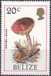Boletellus cubensis