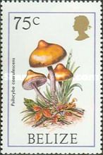 Psilocybe caerulescens