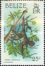 Black Spider Monkey (Ateles paniscus)
