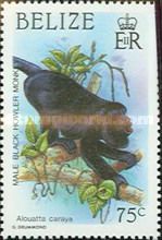 Male Black Howler Monkey (Alouatta caraya)