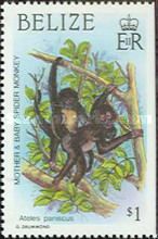 Mother and Baby Black Spider Monkeys (Ateles paniscus)