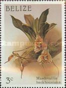 Masdevallia backhousiana