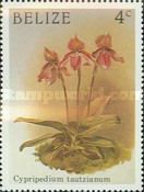 Cypripedium tautzianum