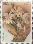 Cattleya rochellensis