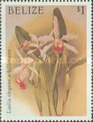 Laelia × elegans var. schilleriana