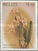 Laelia anceps var. percivaliana