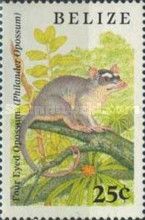 Four Eyed Opossum (Philander opossum)