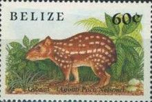 Lowland Paca (Agouti paca nelsoni)