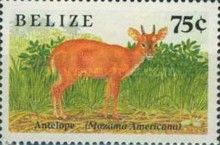 Antelope (Mazama americana)