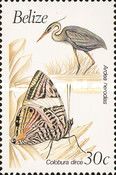 Ardea herodias and Colobura dirce