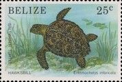 Hawksbill Turtle (Eretmochelys imbricata)