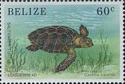 Loggerhead Saltwater Turtle (Caretta caretta)