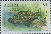 Bocatora Freshwater Turtle (Chrysemis scripta ornata)