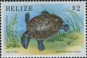 Hicatee Freshwater Turtle (Dermatemys mawi)