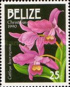 Cattleya bowringiana