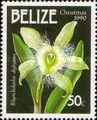 Rhyncholaelia digbyana