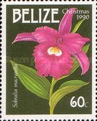 Sobralia macrantha