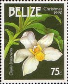 Chysis bractescens