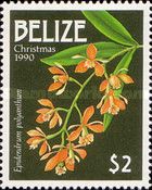 Epidendrum polyanthum