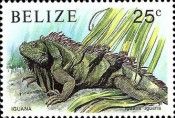 Green Iguana (Iguana iguana)