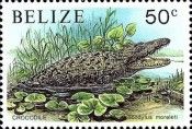 Morelet's Crocodile (Crocodylus moreletii)