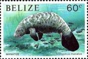 West Indian Manatee (Trichechus manatus)