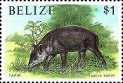 Central American Tapir (Tapirus bairdii)