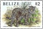 Jaguar (Panthera onca)