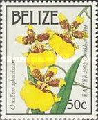 Oncidium sphacelatum