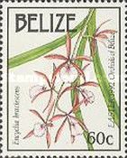 Encyclia bractescens