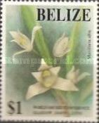 Maxillaria alba