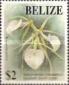 Brassavola nodosa