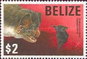 Common Vampire Bat (Desmodus rotundus)