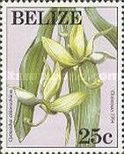Cycnoches chlorochilon