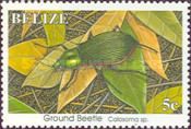 Ground Beetle (Calosoma sp.)